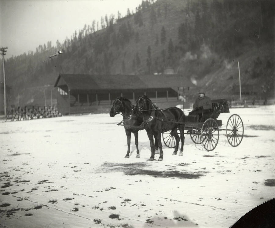 Earl Wood seated in a buggy with his team of horses. Earl Woods can be seen wearing a winter cap and a coat.