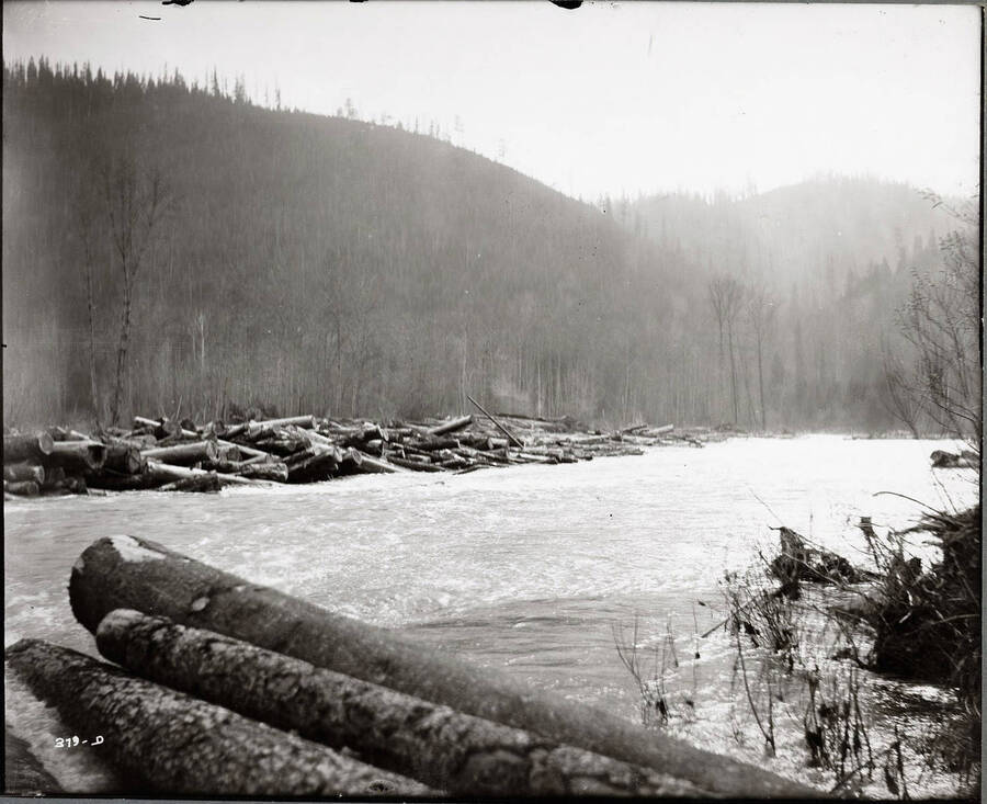 Logs on the side of the river with burnt trees all around
