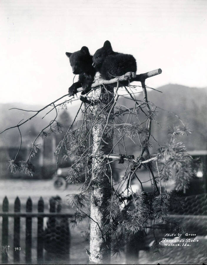 Two bear cubs hang on top of a tree. The image is taken by Gross for Barnard Studios.