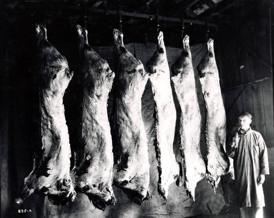 Man stands by sides of beef at the slaughterhouse for the City Meat Market in Wallace, Idaho, ca. 1920s.