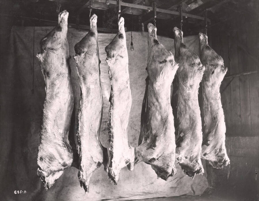 Beef at the slaughterhouse for the City Meat Market in Wallace, Idaho, ca. 1920s.