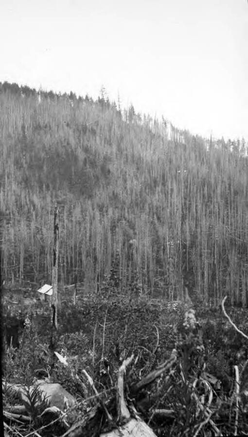 Burnt trees all around the mine