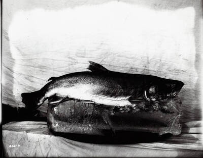 Large fish caught by Lon Lewis