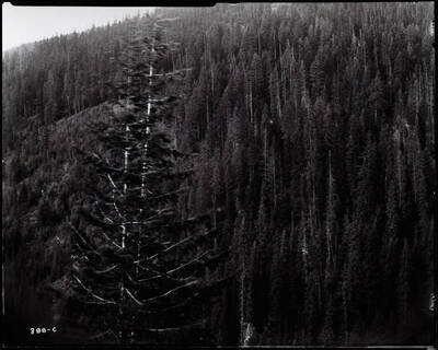 Interstate - Sunset Forested area, does not show mine or mill