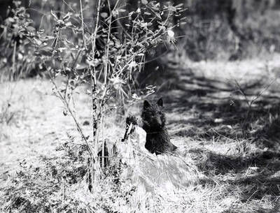 Ms. William Doyle's dog, Meg, sitting behind a tree stump at the cabin.