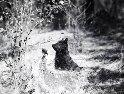 Ms. William Doyle's dog, Meg, sitting behind a tree stump at the cabin.