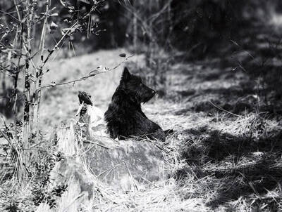 Ms. William Doyle's dog, Meg, sitting behind a tree stump at the cabin.