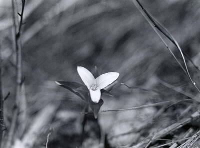 The trillium (wood-lily) in the Wallace area.