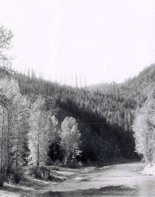View along the North Fork of the Coeur d'Alene River. Trees line the banks of the river.