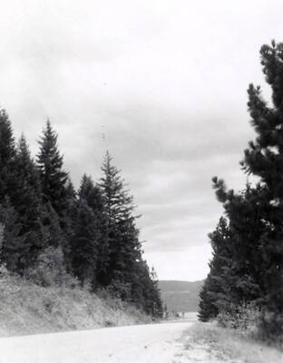 View of Lake Coeur d'Alene. Trees line the bank of the lake.