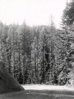 View of the North Fork of the Coeur d'Alene River.