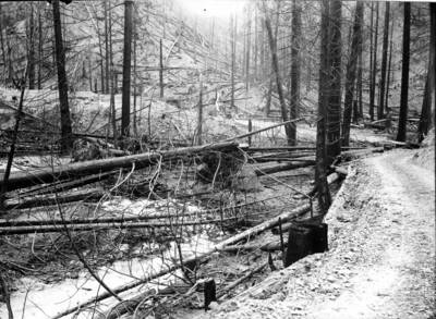 Image shows burned timber surrounding Placer Creek after the fire. Forest fire 1910.