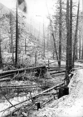 Image shows burned timber surrounding Placer Creek after the fire. Forest fire 1910.