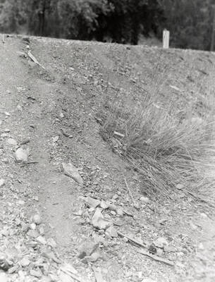 Roadside path near Wallace, Idaho [02]