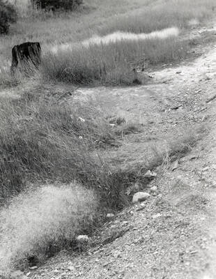 A roadside path near the infirmary in Wallace, Idaho. Taken for Clayton Keane.