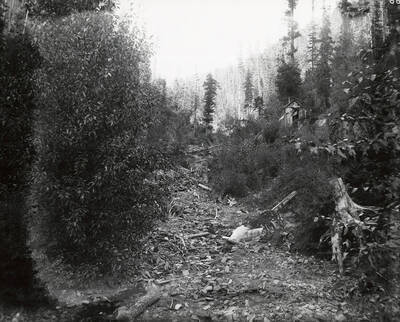 View of the Cougar Gulch, located southeast of the town of Murray. A small building can be seen in the trees.