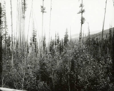 View of the Old Wash McCrea Cabin, looking toward Fancy Gulch and located on the north side of the Coeur d'Alene Mining District.