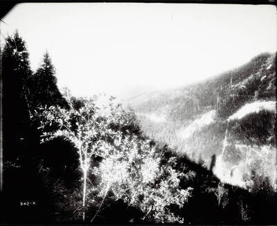 Made for Alameda lawsuit, up close is a tree on top of a mountain