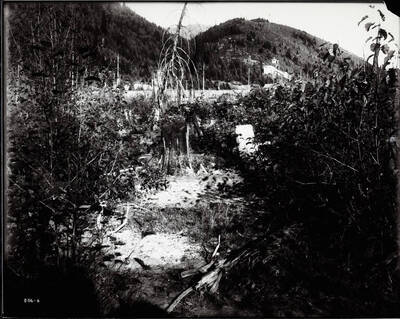 Lawsuit over farm, squished and burnt trees