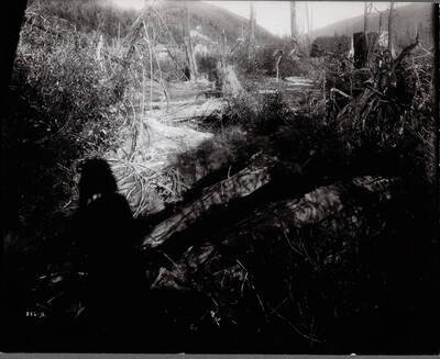 Lawsuit over farm, burnt trees