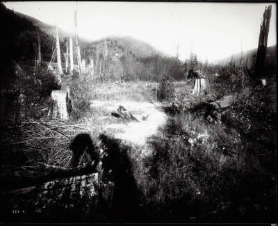 Lawsuit over farm, burnt trees