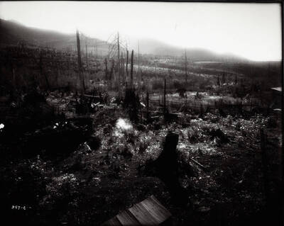 Lawsuit over farm, burnt trees