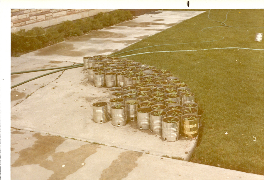 Rows of large tin cans with plants growing inside are arranged on a concrete surface next to a grassy area. A garden hose snakes across the grass and concrete. A stone wall with greenery lies in the background.