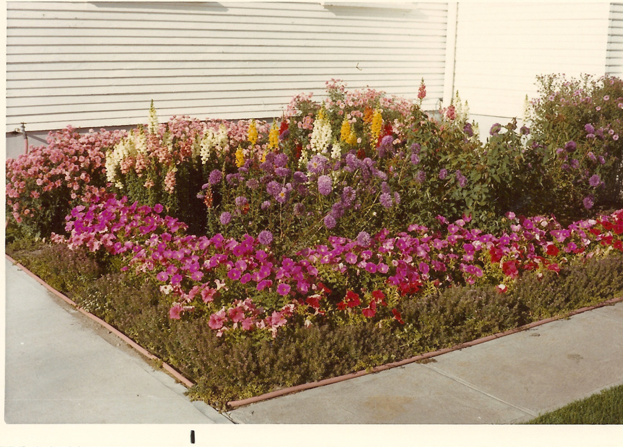 A garden bed in front of a white house featuring various blooming flowers, including pink, purple, yellow, and white blossoms. The garden is bordered by a small hedge and surrounded by paved pathways.