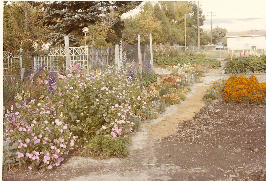 A vibrant garden with a variety of flowers, including pink and orange blossoms, growing along a dirt path. Wooden trellises and a birdhouse are visible in the background, with trees and a residential house beyond.