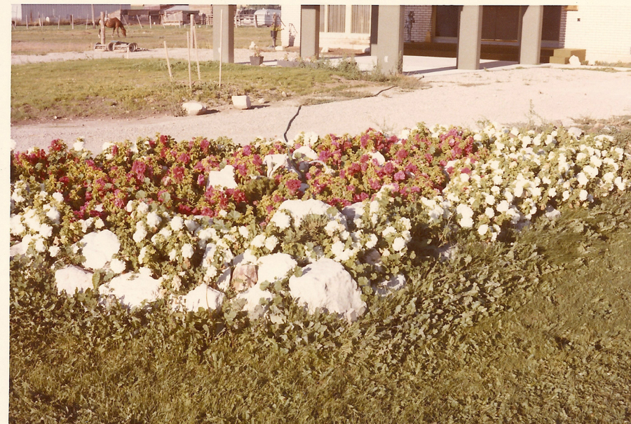 A landscaped garden with clusters of red and white flowers surrounded by white stones. In the background, a paved area leads to a building with large windows and columns. A horse is visible in a distant fenced area.