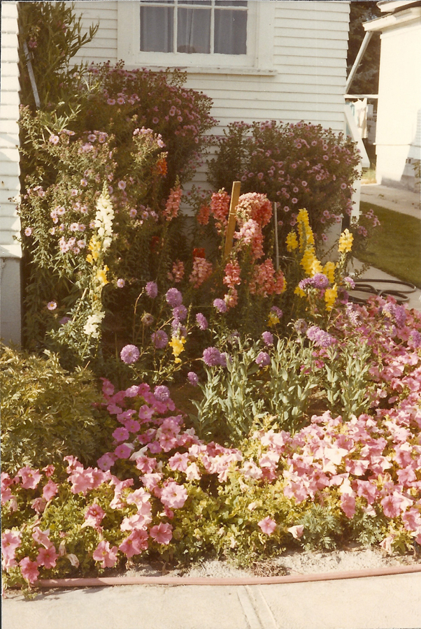 A garden filled with a variety of blooming flowers, including pink, yellow, and purple blossoms, in front of a white house with siding. A window is visible above the flower bed. A sidewalk runs alongside the garden, and a garden hose can be seen coiled on the ground.