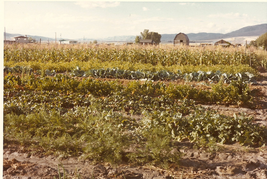 A large vegetable garden with rows of different plants, including leafy greens and tall crops. In the background, there are a few small buildings and a distant mountain landscape.