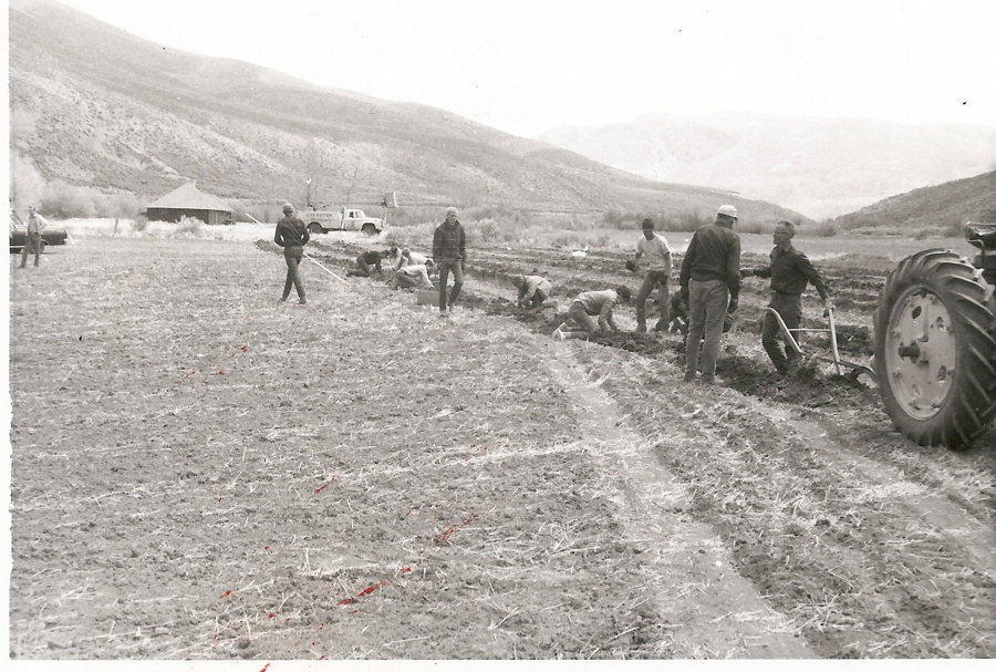 A group of people working in a field with shovels and a plow. A tractor is visible on the right side. In the background, there are hills and two vehicles, one of which has the text "POTATO TRUCK." A small building can be seen near the vehicles.