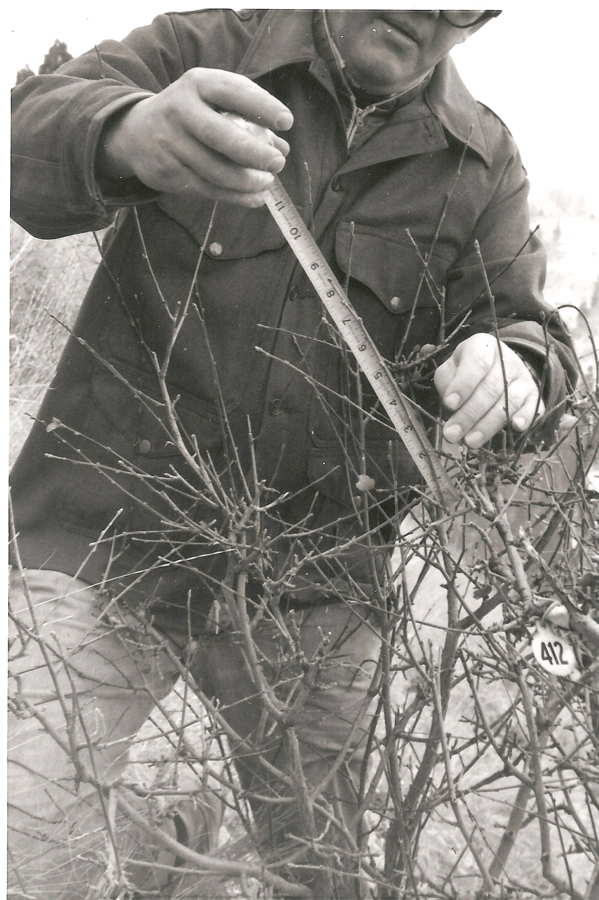 A person wearing a jacket is measuring the branches of a bush with a ruler. There is a small circular tag with the number "412" attached to the bush.