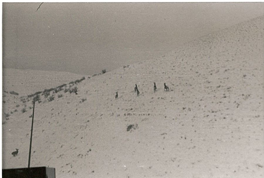 A group of deer is seen walking across a gently sloping, sparsely vegetated hillside. There is a vertical structure, possibly a utility pole, and part of a dark object, possibly a building, is visible in the foreground.