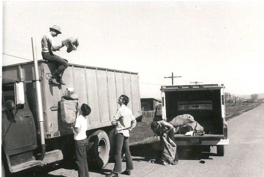 A person sitting on the edge of a truck hands a large sack to another person standing below. Two other people stand nearby, one with hands on hips looking up, while the other bends over working with another sack near the back of a smaller truck. The scene is set along a rural road with utility poles and buildings in the background.