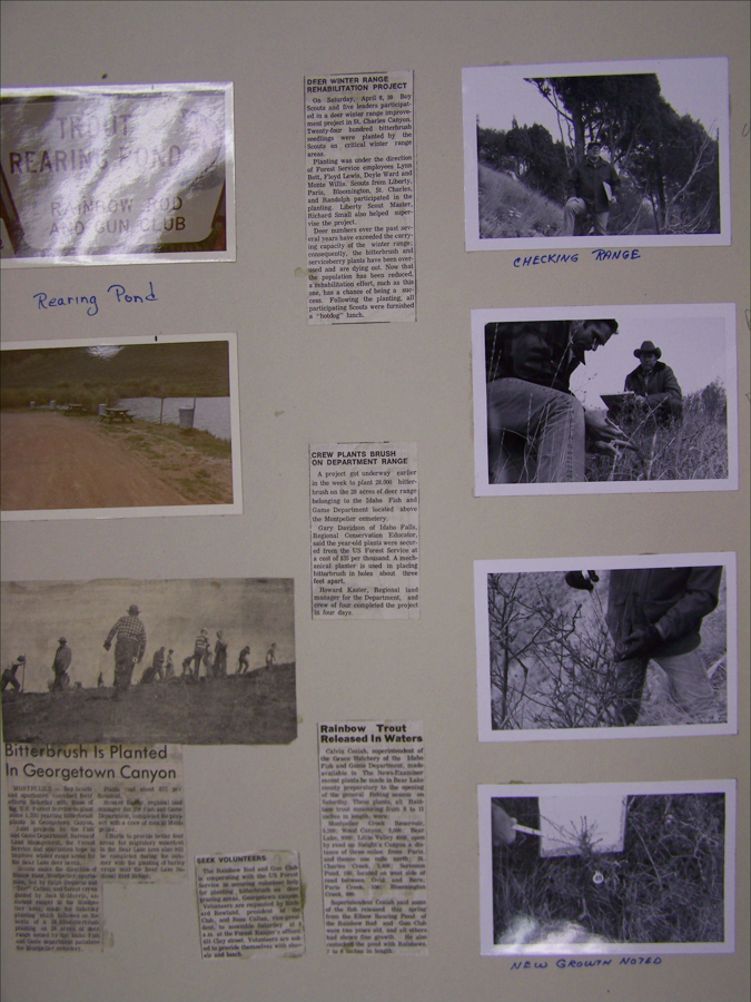 A collection of images and newspaper clippings are arranged on a board. In the top left, there is a sign that reads "Rearing Pond" with handwritten text below it. In the top right, a person is outdoors among trees with "Checking Range" written below. In the center left, a dirt road and pond are visible. Below it, a group of people works in a field with the headline "Bitterbrush Is Planted In Georgetown Canyon." In the center, several clippings discuss deer winter range rehabilitation and brush planting projects. In the bottom right, a close-up shows new plant growth with "New Growth Noted" written beneath.