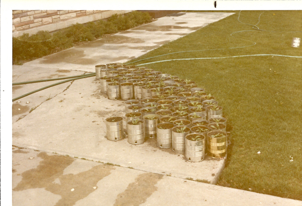 Rows of large tin cans with plants growing inside are arranged on a concrete surface next to a grassy area. A garden hose snakes across the grass and concrete. A stone wall with greenery lies in the background.