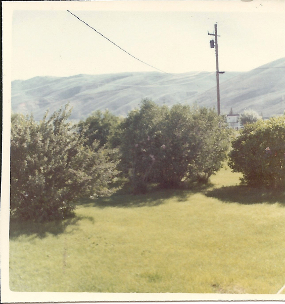A grassy field with several large bushes, a utility pole with a power line, and rolling hills in the background.