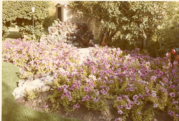 A garden with a large bed of purple and white flowers in the foreground. A pathway leads through the garden, surrounded by lush bushes and trees. In the background, there is a small shed, a decorative wheel structure, and various garden ornaments. A lamppost stands along the path.