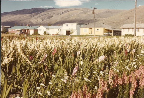 A field of tall flowers in the foreground with various houses in the background. A hillside is visible behind the houses. There are utility poles and wires near the homes.