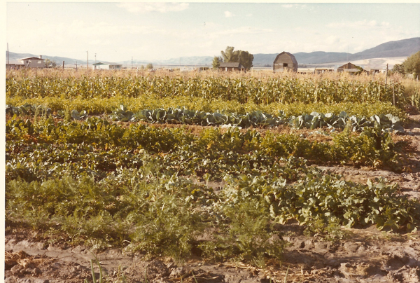 A large vegetable garden with rows of different plants, including leafy greens and tall crops. In the background, there are a few small buildings and a distant mountain landscape.