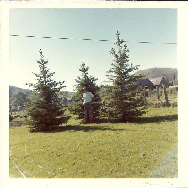 A man standing among three evergreen trees on a grassy area. In the background, there are wooden structures and a hill. A fence runs along the right side, and a utility line is visible across the sky.
