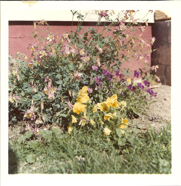 A cluster of flowers growing in a garden with some small purple and yellow blooms. There is a patch of green grass in the foreground and a reddish wall in the background.