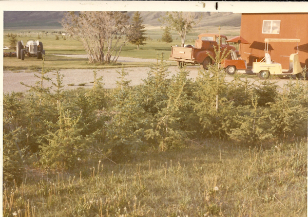A landscape with young evergreen trees in the foreground. Behind them, a red truck and a yellow vehicle are parked next to a brown building. A vintage tractor is visible on a grassy area to the left. There are trees and a large, open field in the background.
