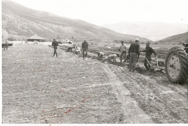 A group of people working in a field with shovels and a plow. A tractor is visible on the right side. In the background, there are hills and two vehicles, one of which has the text "POTATO TRUCK." A small building can be seen near the vehicles.