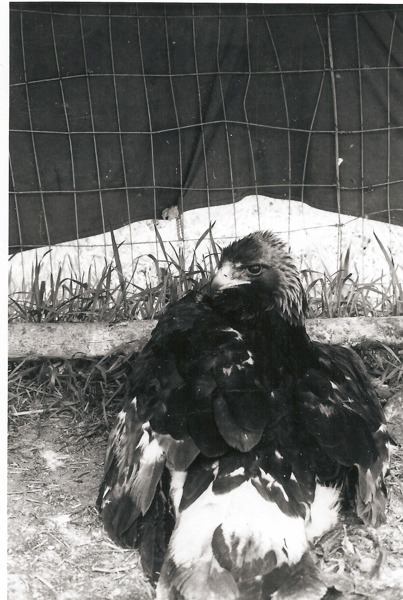 A large bird sitting on the ground inside a fenced enclosure. The ground is covered with grass and soil. There is a wire mesh in the background and some leaves and grass are visible.
