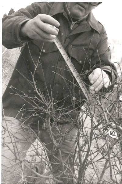 A person wearing a jacket is measuring the branches of a bush with a ruler. There is a small circular tag with the number "412" attached to the bush.