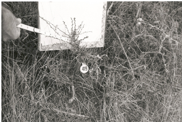 A measuring tape extending from a person's hand to a plant, with the numbers 9 to 15 visible. The plant is located in an area with grass and has a small round tag labeled with the number 419.