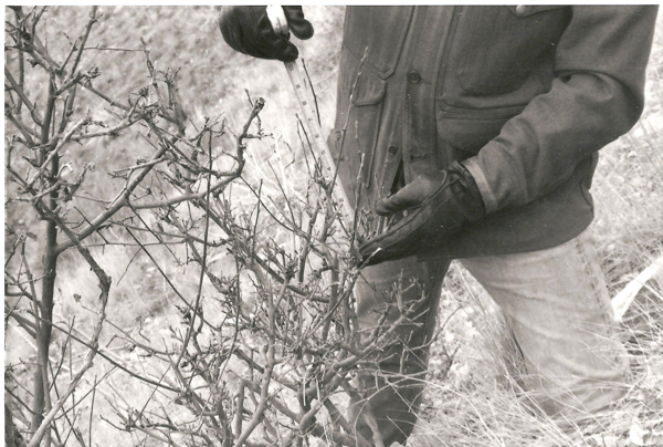 A person wearing a jacket and gloves is holding a measuring tool and adjusting the branches of a bush. The setting appears to be outdoors, on a grassy terrain.